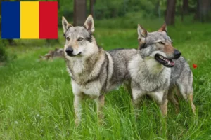 Mehr über den Artikel erfahren Tschechoslowakischer Wolfhund Züchter und Welpen in Rumänien