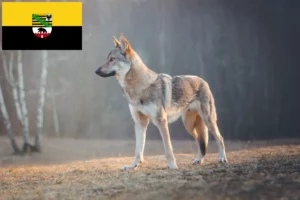 Mehr über den Artikel erfahren Tschechoslowakischer Wolfhund Züchter und Welpen in Sachsen-Anhalt