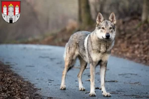 Mehr über den Artikel erfahren Tschechoslowakischer Wolfhund Züchter und Welpen in Salzburg