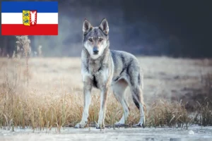 Mehr über den Artikel erfahren Tschechoslowakischer Wolfhund Züchter und Welpen in Schleswig-Holstein