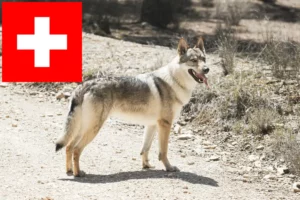 Mehr über den Artikel erfahren Tschechoslowakischer Wolfhund Züchter und Welpen in der Schweiz