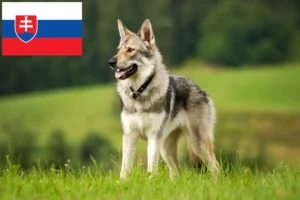 Mehr über den Artikel erfahren Tschechoslowakischer Wolfhund Züchter und Welpen in der Slowakei