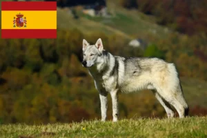 Mehr über den Artikel erfahren Tschechoslowakischer Wolfhund Züchter und Welpen in Spanien