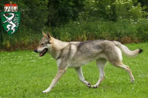 Mehr über den Artikel erfahren Tschechoslowakischer Wolfhund Züchter und Welpen in der Steiermark