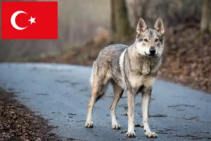 Mehr über den Artikel erfahren Tschechoslowakischer Wolfhund Züchter und Welpen in der Türkei