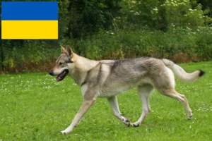 Mehr über den Artikel erfahren Tschechoslowakischer Wolfhund Züchter und Welpen in der Ukraine