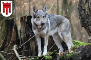 Mehr über den Artikel erfahren Tschechoslowakischer Wolfhund Züchter und Welpen in Vorarlberg