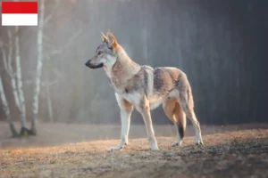 Mehr über den Artikel erfahren Tschechoslowakischer Wolfhund Züchter und Welpen in Wien