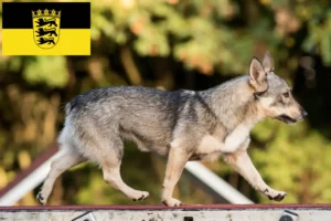 Mehr über den Artikel erfahren Västgötaspets Züchter und Welpen in Baden-Württemberg