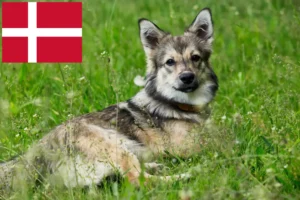 Mehr über den Artikel erfahren Västgötaspets Züchter und Welpen in Dänemark