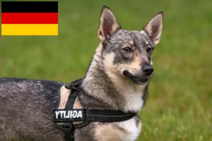 Mehr über den Artikel erfahren Västgötaspets Züchter und Welpen in Deutschland