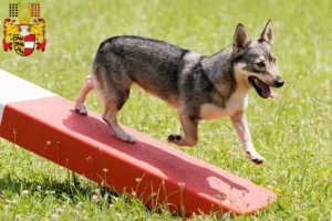 Mehr über den Artikel erfahren Västgötaspets Züchter und Welpen in Kärnten