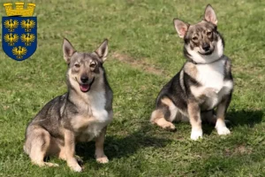 Mehr über den Artikel erfahren Västgötaspets Züchter und Welpen in Niederösterreich