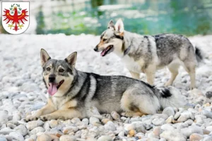 Mehr über den Artikel erfahren Västgötaspets Züchter und Welpen in Tirol