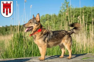 Mehr über den Artikel erfahren Västgötaspets Züchter und Welpen in Vorarlberg