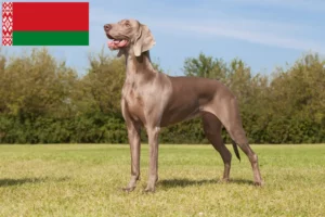 Mehr über den Artikel erfahren Weimaraner Züchter und Welpen in Belarus