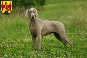 Mehr über den Artikel erfahren Weimaraner Züchter und Welpen im Burgenland