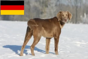 Mehr über den Artikel erfahren Weimaraner Züchter und Welpen in Deutschland