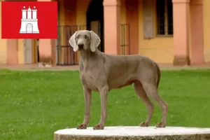 Mehr über den Artikel erfahren Weimaraner Züchter und Welpen in Hamburg