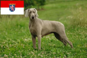 Mehr über den Artikel erfahren Weimaraner Züchter und Welpen in Hessen