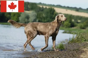 Mehr über den Artikel erfahren Weimaraner Züchter und Welpen in Kanada