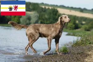 Mehr über den Artikel erfahren Weimaraner Züchter und Welpen in Mecklenburg-Vorpommern