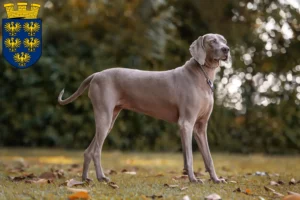 Mehr über den Artikel erfahren Weimaraner Züchter und Welpen in Niederösterreich