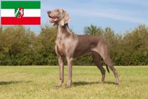 Mehr über den Artikel erfahren Weimaraner Züchter und Welpen in Nordrhein-Westfalen