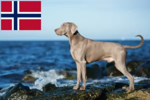 Mehr über den Artikel erfahren Weimaraner Züchter und Welpen in Norwegen