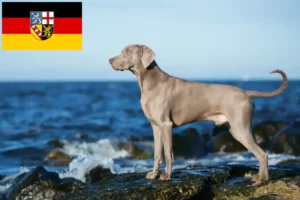 Mehr über den Artikel erfahren Weimaraner Züchter und Welpen im Saarland