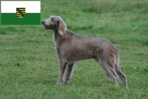 Mehr über den Artikel erfahren Weimaraner Züchter und Welpen in Sachsen