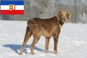 Mehr über den Artikel erfahren Weimaraner Züchter und Welpen in Schleswig-Holstein