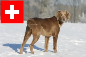 Mehr über den Artikel erfahren Weimaraner Züchter und Welpen in der Schweiz