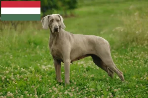 Mehr über den Artikel erfahren Weimaraner Züchter und Welpen in Ungarn