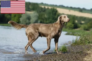 Mehr über den Artikel erfahren Weimaraner Züchter und Welpen in den USA