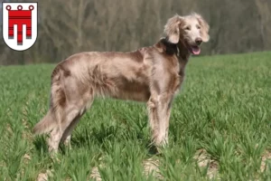 Mehr über den Artikel erfahren Weimaraner Züchter und Welpen in Vorarlberg