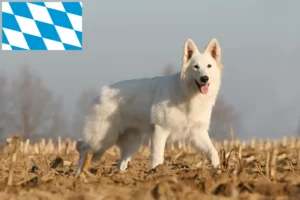 Mehr über den Artikel erfahren Weißer Schweizer Schäferhund Züchter und Welpen in Bayern