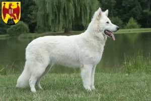 Mehr über den Artikel erfahren Weißer Schweizer Schäferhund Züchter und Welpen im Burgenland