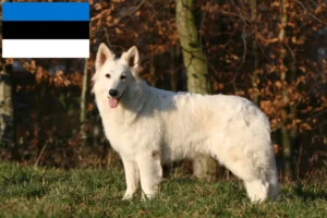 Mehr über den Artikel erfahren Weißer Schweizer Schäferhund Züchter und Welpen in Estland