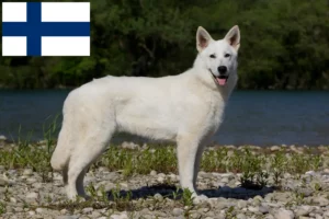 Mehr über den Artikel erfahren Weißer Schweizer Schäferhund Züchter und Welpen in Finnland