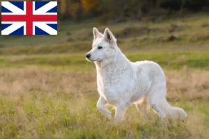 Mehr über den Artikel erfahren Weißer Schweizer Schäferhund Züchter und Welpen in Großbritannien