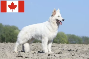 Mehr über den Artikel erfahren Weißer Schweizer Schäferhund Züchter und Welpen in Kanada