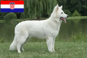 Mehr über den Artikel erfahren Weißer Schweizer Schäferhund Züchter und Welpen in Kroatien