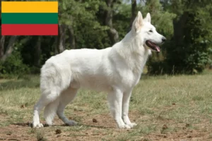 Mehr über den Artikel erfahren Weißer Schweizer Schäferhund Züchter und Welpen in Litauen