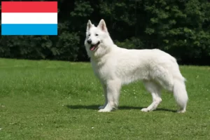 Mehr über den Artikel erfahren Weißer Schweizer Schäferhund Züchter und Welpen in Luxemburg