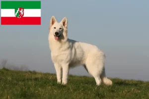 Mehr über den Artikel erfahren Weißer Schweizer Schäferhund Züchter und Welpen in Nordrhein-Westfalen