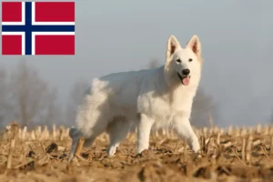 Mehr über den Artikel erfahren Weißer Schweizer Schäferhund Züchter und Welpen in Norwegen