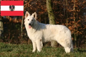 Mehr über den Artikel erfahren Weißer Schweizer Schäferhund Züchter und Welpen in Österreich