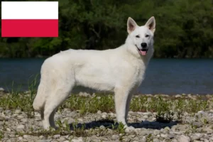 Mehr über den Artikel erfahren Weißer Schweizer Schäferhund Züchter und Welpen in Polen