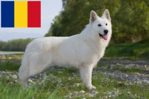 Mehr über den Artikel erfahren Weißer Schweizer Schäferhund Züchter und Welpen in Rumänien